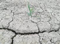 Suša v Podravju avgust 2022